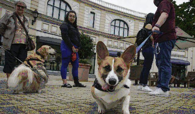 Kanada'nın Vancouver kentinde Uluslararası Köpek Günü kutlandı