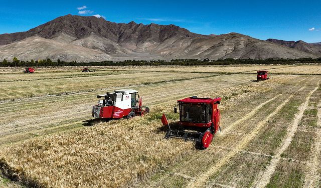 Çin'in Tibet Özerk Bölgesi'nde arpa hasadı