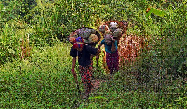 Bangladeş'te bal kabağı hasadı