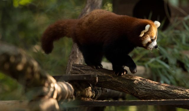 Ljubljana Hayvanat Bahçesi'nde kırmızı panda nüfusu artıyor