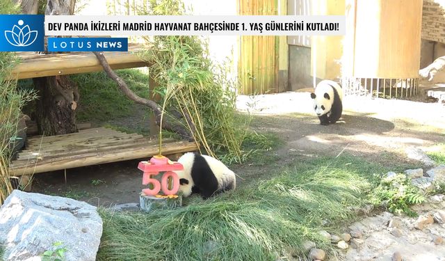 Video: Dev panda ikizleri Madrid hayvanat bahçesinde 1. yaş günlerini kutladı