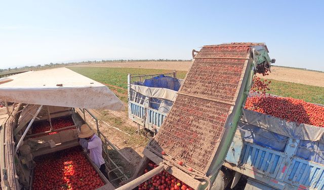 Çin'in Xinjiang Uygur Özerk Bölgesi'nde domates hasadı