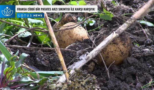 Video: Fransa ciddi bir patates arzı sıkıntısıyla karşı karşıya