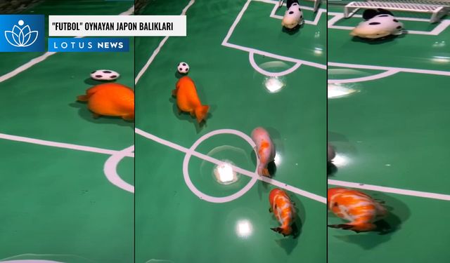 Video: 'Futbol' oynayan Japon balıkları