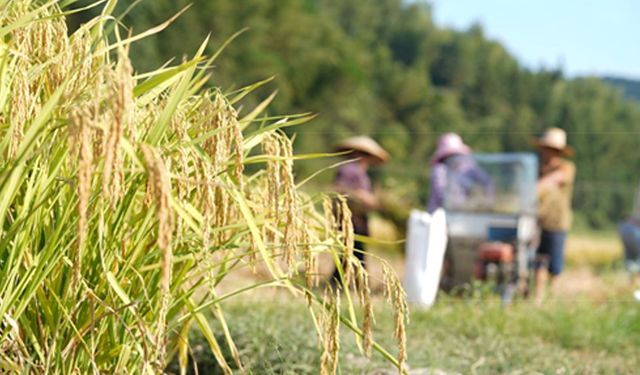 Çin'in Hunan eyaletinde çeltik hasadı