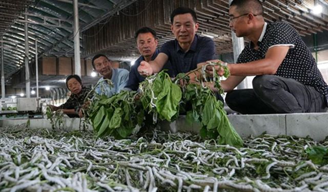 Çin'in Anhui eyaletinde araştırmacılar, ipek böceği çiftçilerine rehberlik ediyor