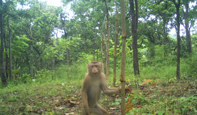 Kamboçya'nın Mondulkiri eyaletindeki vahşi hayvanlar fotokapana yakalandı