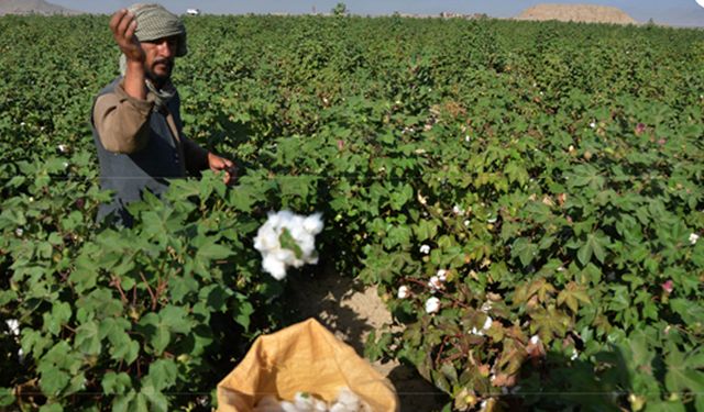 Afganistan'da pamuk hasadı başladı