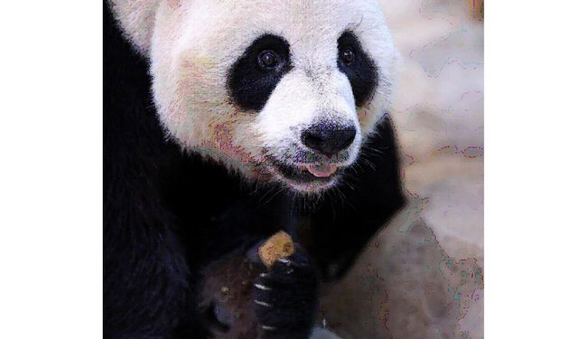 Avustralya'da bir hayvanat bahçesi, dev panda bölmesine giren öğrencinin ardından güvenliği gözden geçirecek