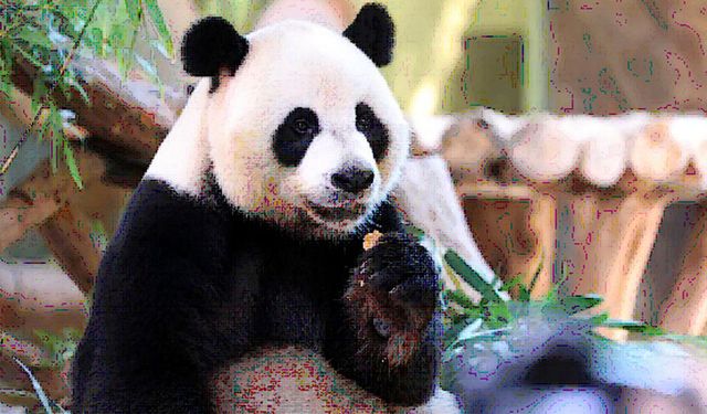 Çin'in Guangzhou kentinde dev panda üçüzleri Güz Ortası Festivali'ni kutladı