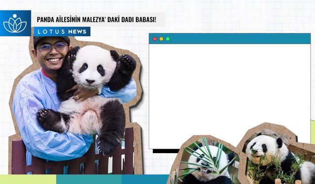 Video: Panda ailesinin Malezya'daki 'dadı babası'