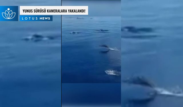 Video: Çin'in güney sularında kameralara yakalanan bir yunus sürüsü