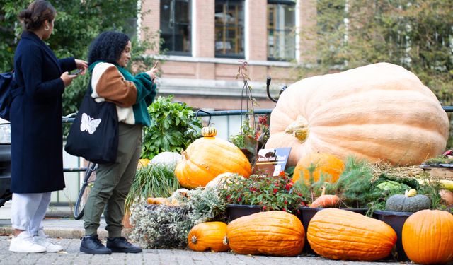 Amsterdam'da dev bal kabakları ilgi çekti