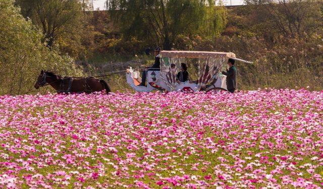 Güney Kore'nin Goyang kentindeki kozmos çiçeği bahçesi turistleri büyülüyor