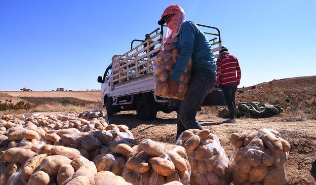 Şam'da patates hasadı