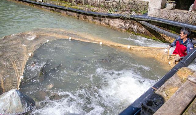 Çin'in Liaozi kasabasında balık yetiştiriciliği bir endüstri haline geldi