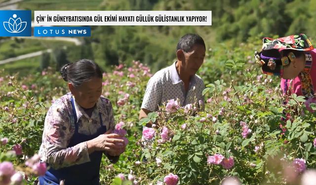 Video: Çin'in güneybatısında gül ekimi hayatı güllük gülistanlık yapıyor