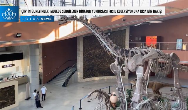 Video: Çin'in güneyindeki müzede sergilenen dinozor yumurtası fosil koleksiyonuna kısa bir bakış