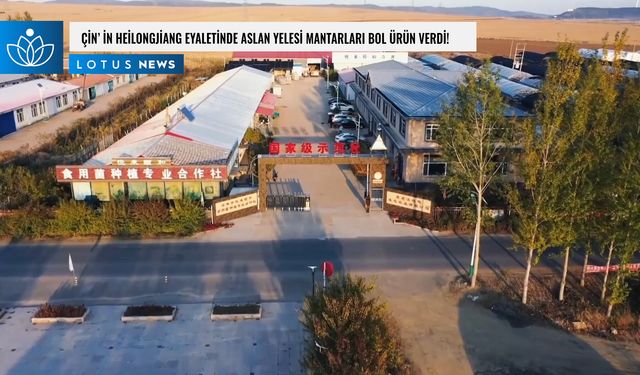 Video: Çin'in Heilongjiang eyaletinde aslan yelesi mantarları bol ürün verdi