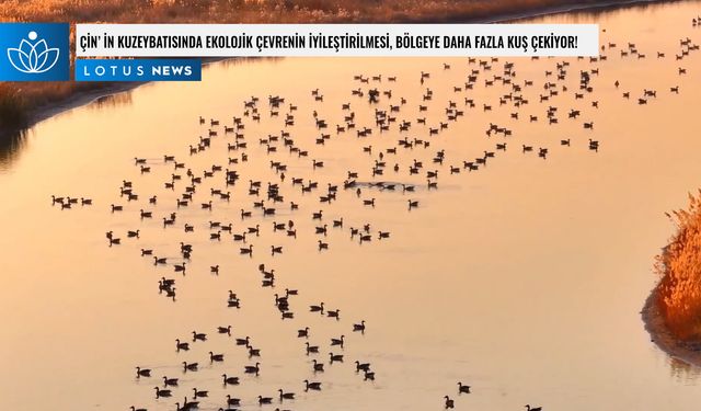 Video: Çin'in kuzeybatısında ekolojik çevrenin iyileştirilmesi, bölgeye daha fazla kuş çekiyor