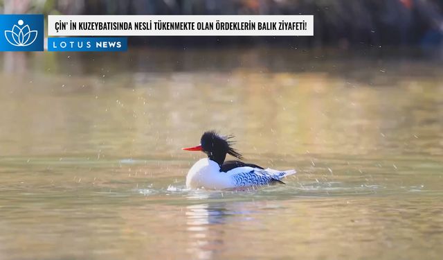 Video: Çin'in kuzeybatısında nesli tükenmekte olan ördeklerin balık ziyafeti