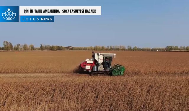 Video: Çin'in 'tahıl ambarında' soya fasulyesi hasadı