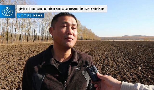 Video: Çin'in Heilongjiang eyaletinde sonbahar hasadı tüm hızıyla sürüyor