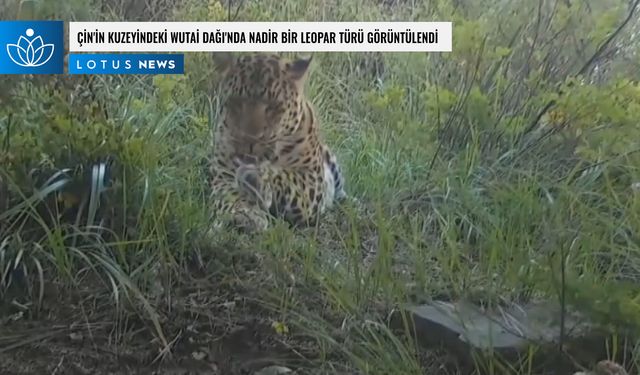 Video: Çin'in kuzeyindeki Wutai Dağı'nda nadir bir leopar türü görüntülendi