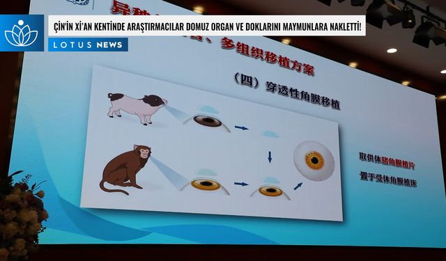 Video: Çin'in Xi'an kentinde araştırmacılar domuz organ ve dokularını maymunlara nakletti