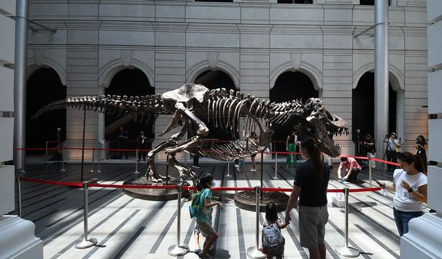 Tyrannosaurus Rex iskeleti Singapur'da sergileniyor