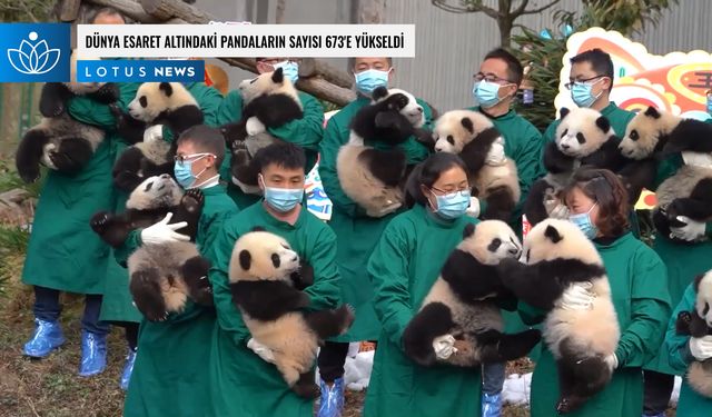 Video: Dünyada esaret altındaki pandaların sayısı 673'e yükseldi