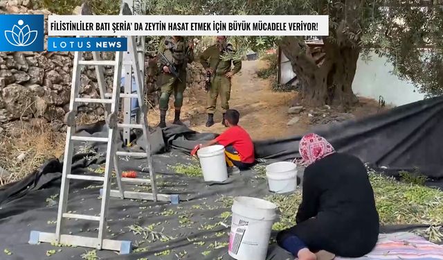 Video: Filistinliler Batı Şeria'da zeytin hasat etmek için büyük mücadele veriyor