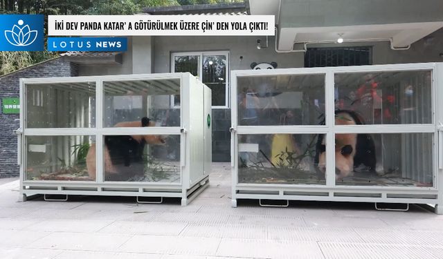 Video: İki dev panda Katar'a götürülmek üzere Çin'den yola çıktı