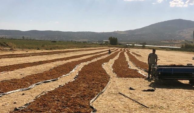 Geriye sadece adı kaldı: Marmara Gölü neden kurudu?