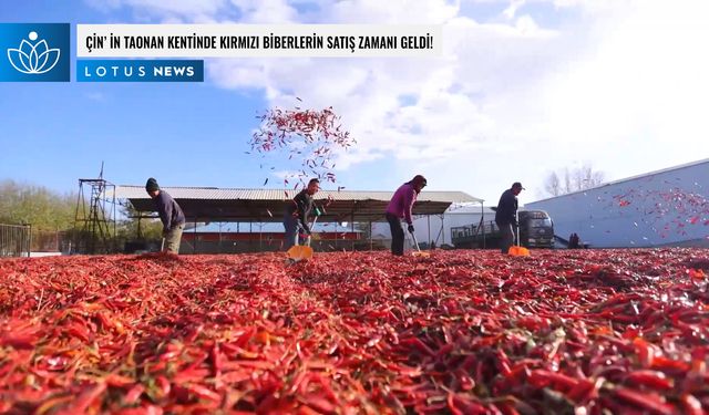 Video: Çin'in Taonan kentinde kırmızı biberlerin satış zamanı geldi