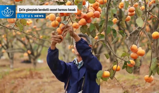 Video: Çin'in güneyinde bereketli cennet hurması hasadı