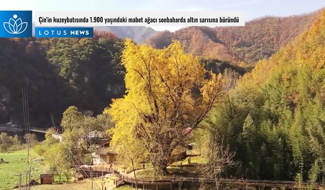 Video: Çin'in kuzeybatısında 1.900 yaşındaki mabet ağacı sonbaharda altın sarısına büründü