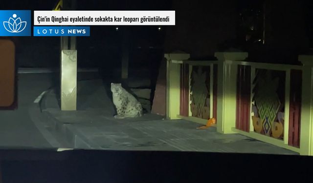 Video: Çin'in Qinghai eyaletinde sokakta kar leoparı görüntülendi