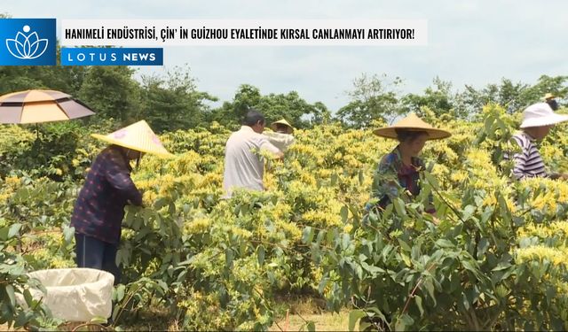 Video: Hanımeli endüstrisi, Çin'in Guizhou eyaletinde kırsal canlanmayı artırıyor