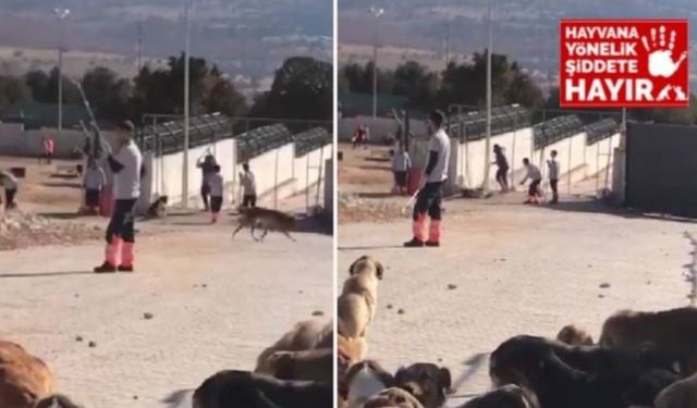 Konya'da vahşet: Barınaktaki köpekleri kürekle katlediyorlar!