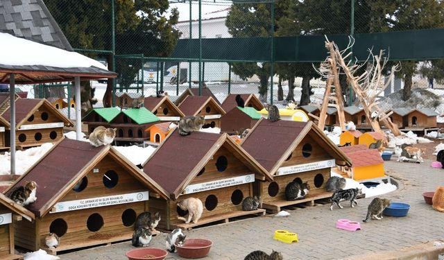 Konya’da barınakta köpeği katleden kişilerin ifadeleri ortaya çıktı