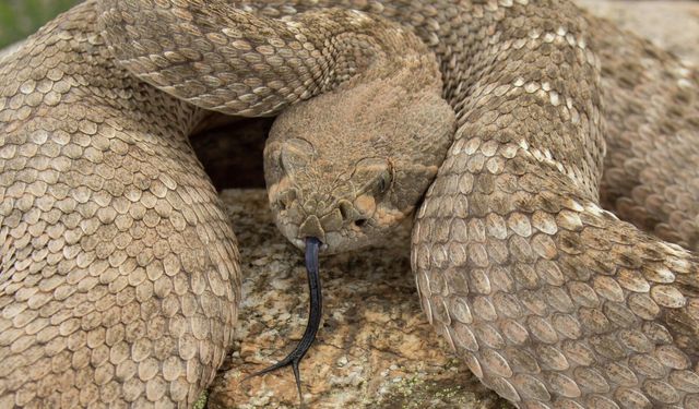 Dişi yılanlarda iki klitoris olduğu keşfedildi