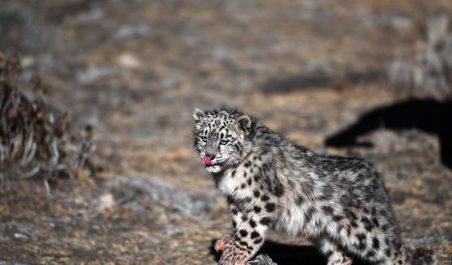 Çin'in Tibet Özerk Bölgesi'nde bir kar leoparı doğaya salındı