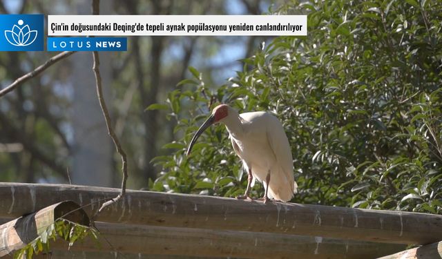 Video: Çin'in doğusundaki Deqing'de tepeli aynak popülasyonu yeniden canlandırılıyor