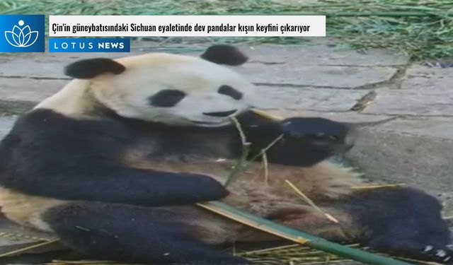 Video: Çin'in güneybatısındaki Sichuan eyaletinde dev pandalar kışın keyfini çıkarıyor