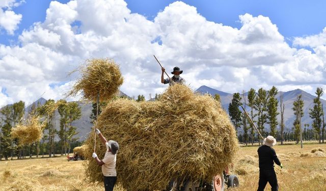 Tibet'in tahıl üretimi 2022'de yeni bir zirve yaptı