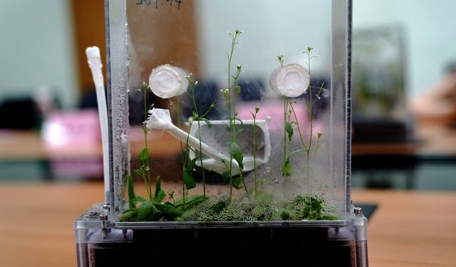 Çinli bilim insanları uzayda pirinç ve Arabidopsis yaşam döngüsü deneylerini tamamladı