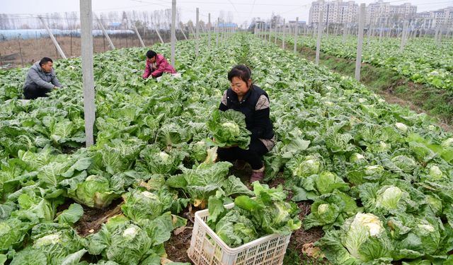 Çin'de soğuk hava dalgası ortasında sebze hasadı