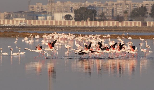 Flamingolar kışı geçirmek için Mısır'a gelmeye başladı