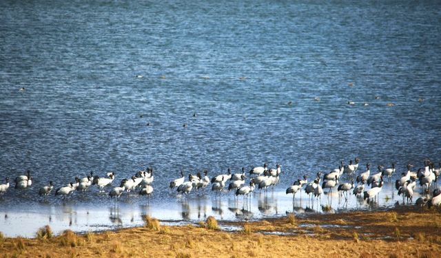 Çin'in Yunnan eyaletindeki doğa koruma alanında kışlayan nadir turnalar rekor sayıya ulaştı